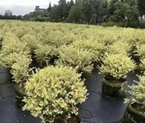 庭院花境植物品種攻略：中低層植物花卉、地被植物、水生植物等