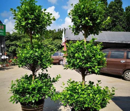 這幾種花被稱為家裡財神爺，別再輕易送人，養在家裡鎮宅又旺財