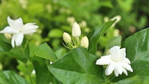 幾種香味濃郁的花，堪稱香水花，院子栽一株，花香滿園