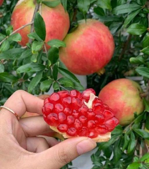 慎選家中花卉，養錯影響風水大忌！