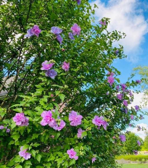 最長壽的15種花，門口能守100年，一棵值一萬