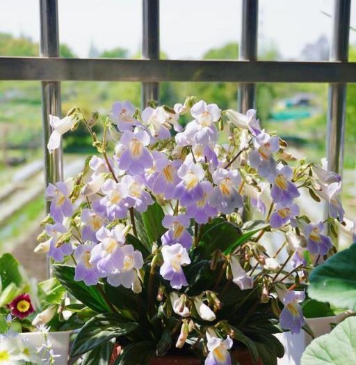 耐陰植物界的「花量之王」，爆花輕輕鬆鬆，顏值又高，皮實且好養