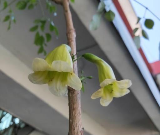 五樹開花，不富也發！你家要有這五種樹開花，恭喜你