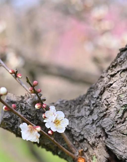 給大家介紹五種能夠四季開花的植物，讓我們一起來看看