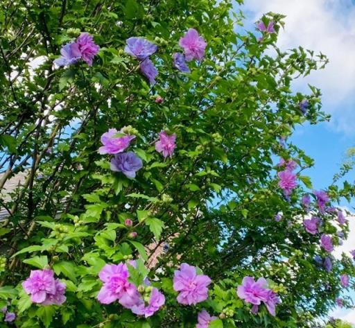 最長壽的15種花，門口能守100年，一棵值一萬