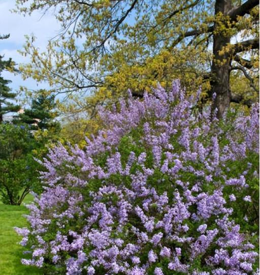 花開美麗 芳香四溢—最愛丁香花