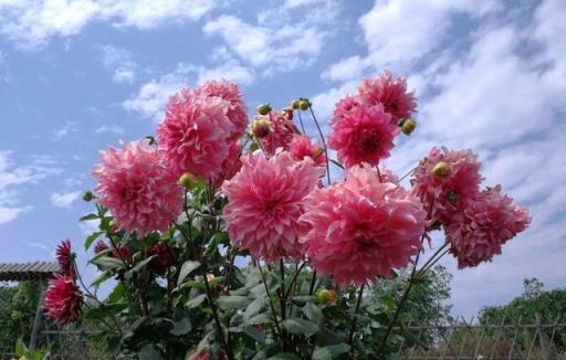 6種花「富貴命」，大盆「撒歡長」，小盆「憋屈死」