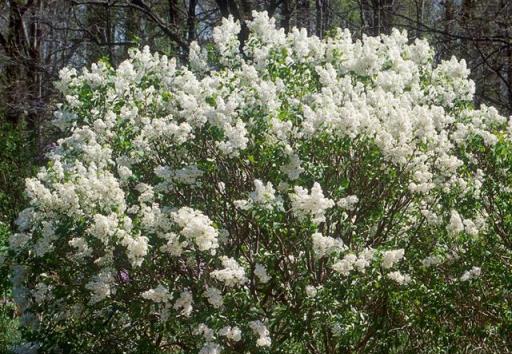 花開美麗 芳香四溢—最愛丁香花