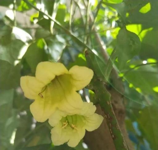 養10年才開花，這花脾氣可真大，趕緊多喂大補肥