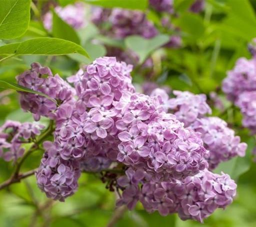 花開美麗 芳香四溢—最愛丁香花