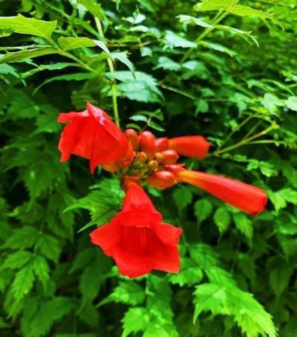 凌霄花的常見品種有中國凌霄、美國凌霄、美洲凌霄、硬骨凌霄花