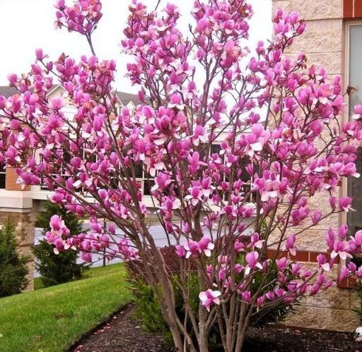 最長壽的15種花，門口能守100年，一棵值一萬