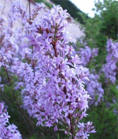 花開美麗 芳香四溢—最愛丁香花