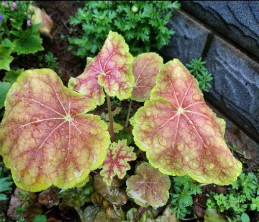 庭院花境植物品種攻略：中低層植物花卉、地被植物、水生植物等