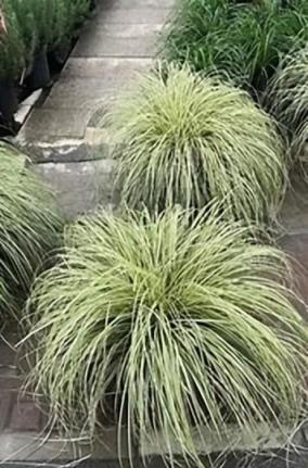 庭院花境植物品種攻略：中低層植物花卉、地被植物、水生植物等