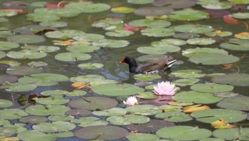 這一池睡蓮「醒」了！南京燕雀湖睡蓮初開宛如「水上花海」