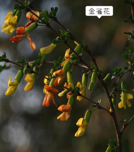 春天不可錯過的四種花類野菜（內附細節圖）