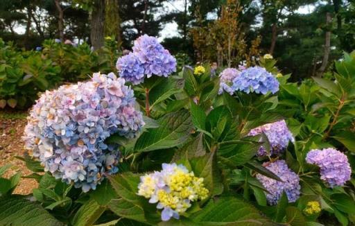 「莊稼一枝花，全靠肥當家」，養花施肥，牢記這4點，養啥都旺！