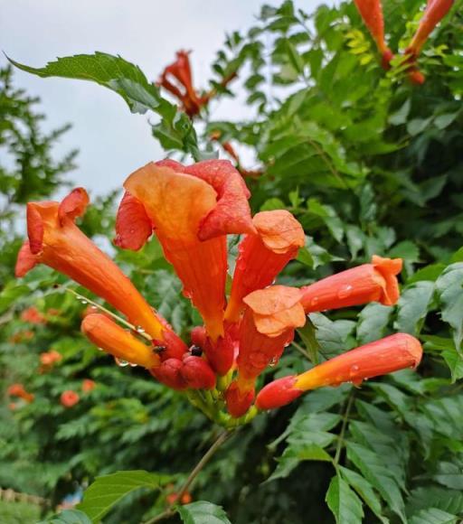 凌霄花的常見品種有中國凌霄、美國凌霄、美洲凌霄、硬骨凌霄花