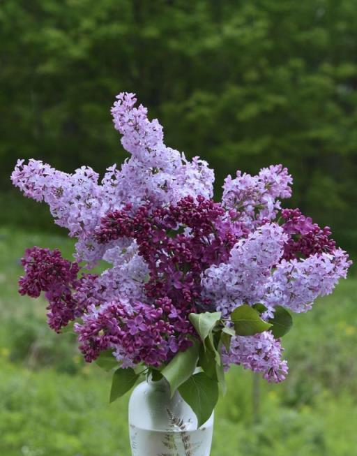 花開美麗 芳香四溢—最愛丁香花