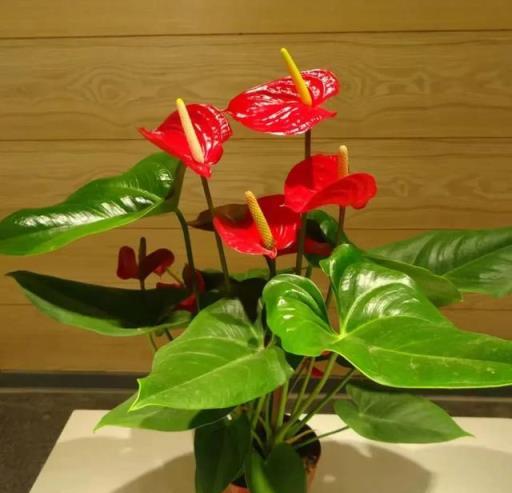 這3種開花機器，見光就「爆花」，全年開不停，5月養1盆賺大了