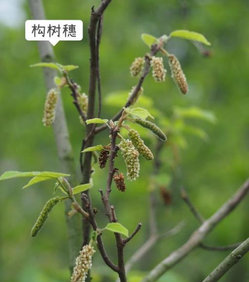 春天不可錯過的四種花類野菜（內附細節圖）