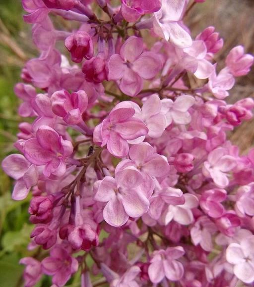 花開美麗 芳香四溢—最愛丁香花