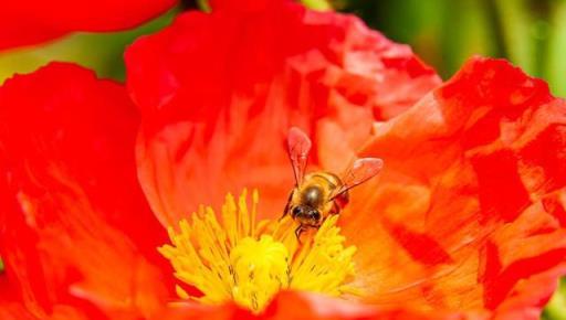 「毒花」進家門，花旺人不旺，家有5毒花，財福不進門