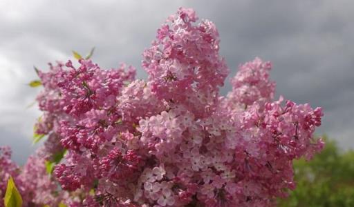 花開美麗 芳香四溢—最愛丁香花