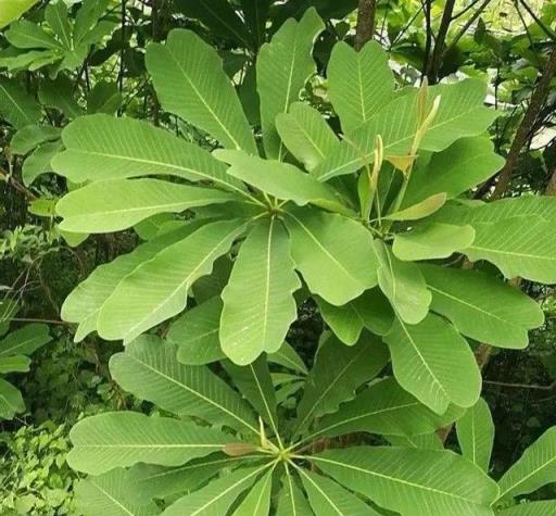 看到這種花，千萬別亂挖，否則牢底坐穿