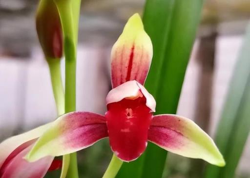 它是建蘭「八大金剛」之首，花朵比雞血還紅，香花之王不是白叫的