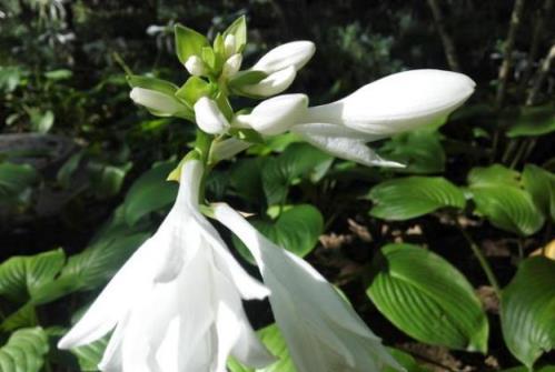 老話說「陽臺有4花，家窮難致富」，陽臺再大，也不要養這4種花！