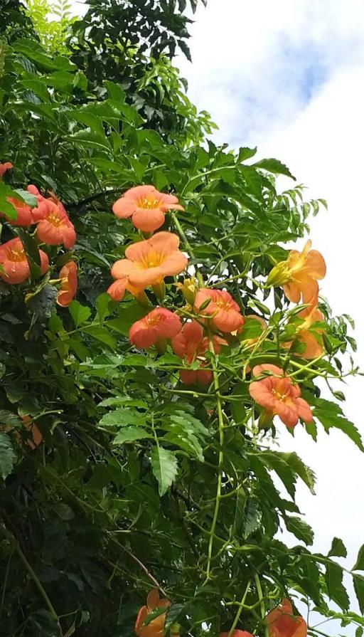 凌霄花的常見品種有中國凌霄、美國凌霄、美洲凌霄、硬骨凌霄花