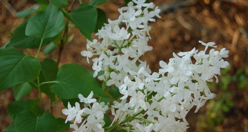 花開美麗 芳香四溢—最愛丁香花