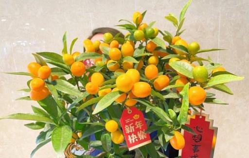 老人說，家養「8種樹」，家中就會富，不是迷信，真的是作用很大