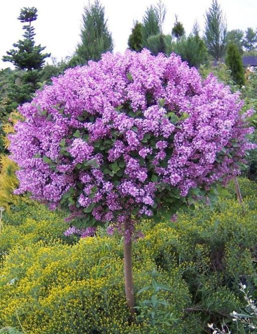 花開美麗 芳香四溢—最愛丁香花