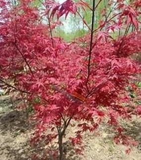 庭院花境植物品種攻略：中低層植物花卉、地被植物、水生植物等