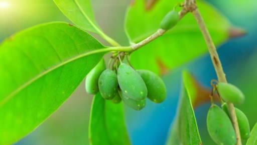 為何現在結果的桂花樹，越來越多了？它的果實能吃嗎？