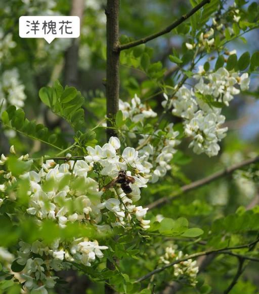 春天不可錯過的四種花類野菜（內附細節圖）