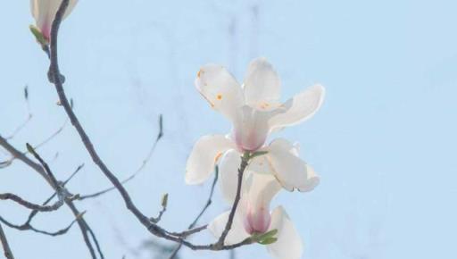 慎選家中花卉，養錯影響風水大忌！