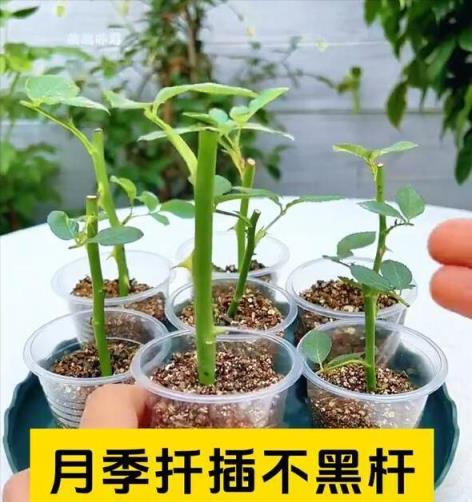 5、6月是「扦插」黃金月，6種花草沾上水土就生根，簡單又省錢