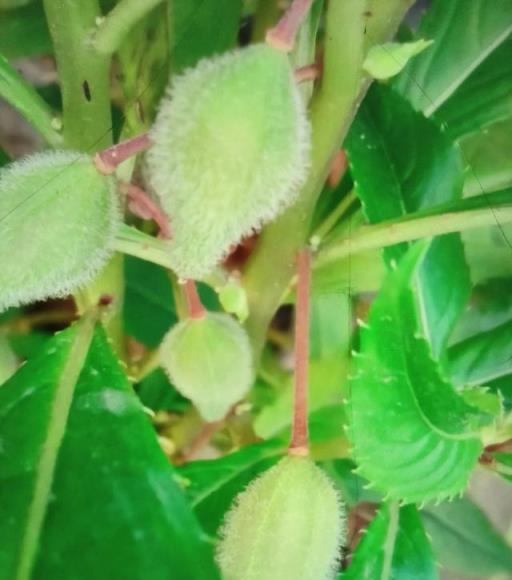 鳳仙花也叫指甲花，我相信大家都不陌生吧