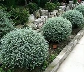 庭院花境植物品種攻略：中低層植物花卉、地被植物、水生植物等