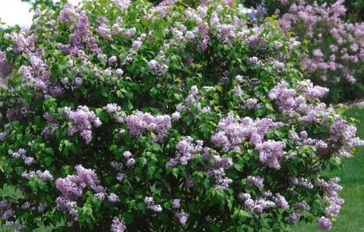 花開美麗 芳香四溢—最愛丁香花