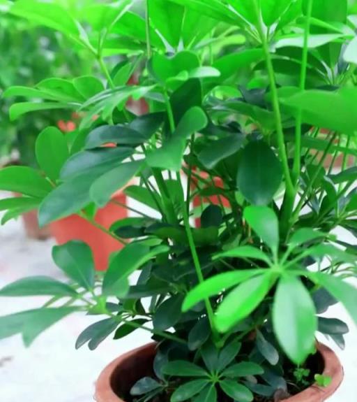 老人說，家養「8種樹」，家中就會富，不是迷信，真的是作用很大