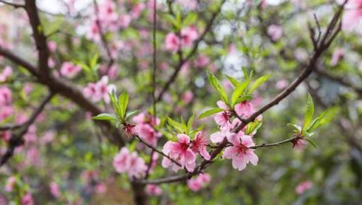 俗話說「五樹開花，不富也發」，家裡這5種樹開花，先恭喜啦！