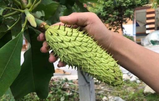 看到這種花，千萬別亂挖，否則牢底坐穿