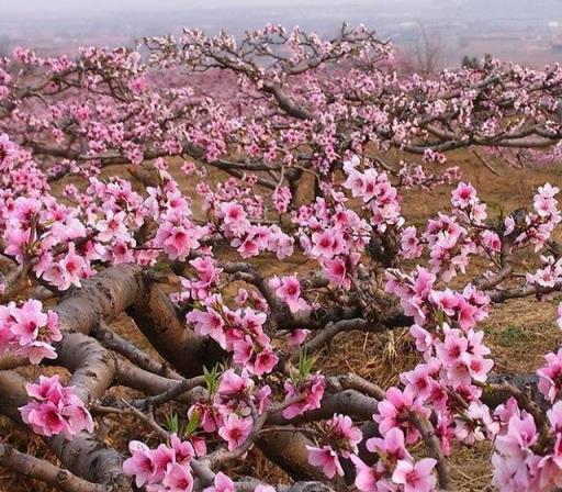 最長壽的15種花，門口能守100年，一棵值一萬