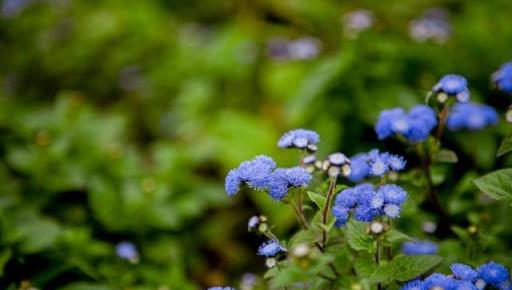 農村「臭草」血封草：雖臭卻有大作用