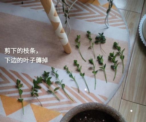 金魚吊蘭怎麼養？做好2點就夠了，開花多很茂盛，葉子油綠髮亮